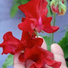 5 seeds - Lathyrus odoratus Barry Dare Plant #ggvm5