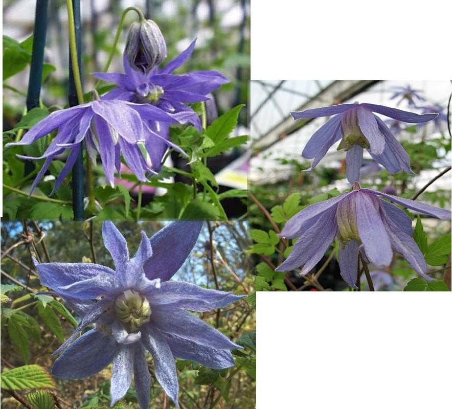 10 seeds - Clematis macropetala hybrids Plant #ggvm5