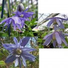 10 seeds - Clematis macropetala hybrids Plant #ggvm5