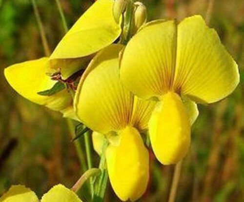 5 seeds - Dolichos biflorus Yellow Pea Vine Plant #ggvm5