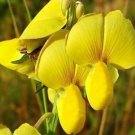 5 seeds - Dolichos biflorus Yellow Pea Vine Plant #ggvm5