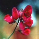 10 seeds - Lathyrus latifolius Pearl Red Sweet Pea Plant #ggvm5