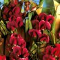 10 seeds - Lathyrus latifolius Pearl Red Sweet Pea Plant #ggvm5