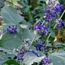 10 seeds - Clematis heracleifolia Tube clematis Plant #ggvm5