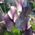 5 seeds - Lathyrus odoratus Nimbus Plant #ggvm5