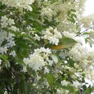 10 seeds - Pandorea pandorana Wonga Wonga Vine Plant #ggvm5