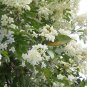 10 seeds - Pandorea pandorana Wonga Wonga Vine Plant #ggvm5