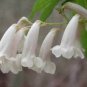 10 seeds - Pandorea pandorana Wonga Wonga Vine Plant #ggvm5