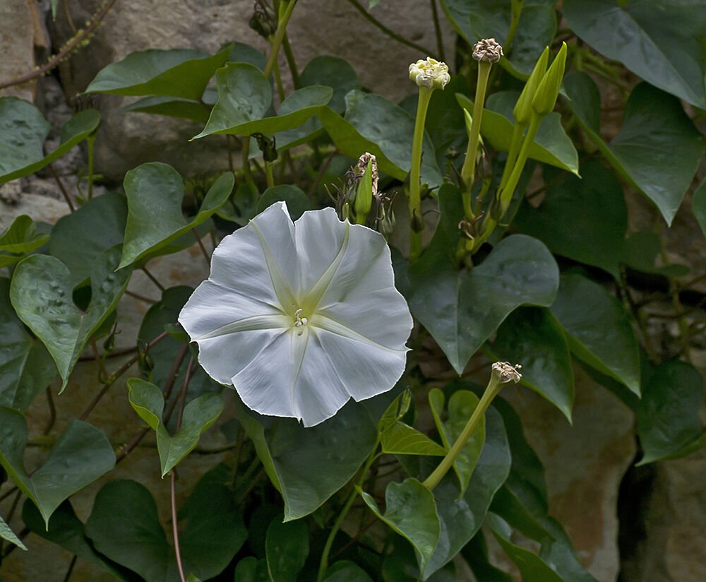 15 seeds - Calonyction aculeatum White Moon Vine Plant #ggvm5