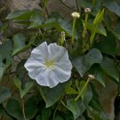 15 seeds - Calonyction aculeatum White Moon Vine Plant #ggvm5