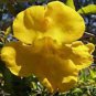 10 seeds - Macfadyena unguis Cats Claw vine Plant #ggvm5