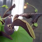 10 seeds - Aristolochia galeatea Plant #ggvm5