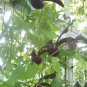 10 seeds - Aristolochia galeatea Plant #ggvm5