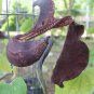 10 seeds - Aristolochia galeatea Plant #ggvm5
