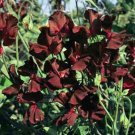 10 seeds - Lathyrus odoratus Midnight Beaujolais Plant #ggvm5