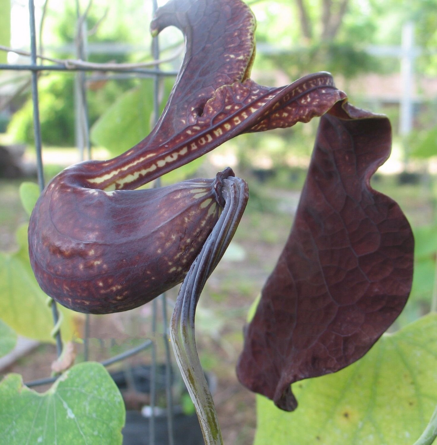 10 seeds - Aristolochia galeata Pipevine Plant #ggvm5