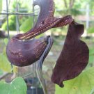 10 seeds - Aristolochia galeata Pipevine Plant #ggvm5