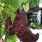 10 seeds - Aristolochia galeata Pipevine Plant #ggvm5