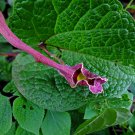 5 seeds - Very Rare Aristolochia foetida Kunth Plant #ggvm5