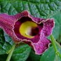5 seeds - Very Rare Aristolochia foetida Kunth Plant #ggvm5