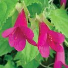 10 seeds - Maurandya Magic Dragon Plant #ggvm5