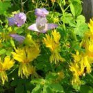 10 seeds - Tropaeolum peregrinum Canary Bird Vine Plant #ggvm5