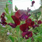 10 seeds - Lathyrus odoratus Black Knight Plant #ggvm5