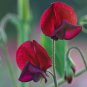 10 seeds - Lathyrus odoratus Black Knight Plant #ggvm5