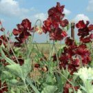5 seeds  - Lathyrus odoratus Windsor Plant #ggvm5