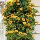 10 seeds - Thunbergia alata Black Eyed Susan Vine Plant #ggvm5