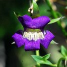 15 seeds  - Maurandya antirrhiniflora Snapdragon vine Plant #ggvm5