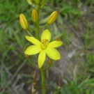 5 seeds - Bulbine bulbosa Golden Lily Plant #ggvm5