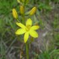 5 seeds - Bulbine bulbosa Golden Lily Plant #ggvm5