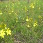 5 seeds - Bulbine bulbosa Golden Lily Plant #ggvm5