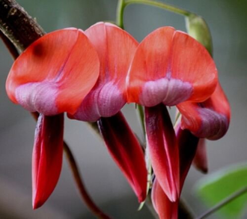 10 seeds - Kennedia rubicunda Dusty Rose Pea vine Plant #ggvm5