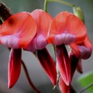 10 seeds - Kennedia rubicunda Dusty Rose Pea vine Plant #ggvm5