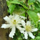 10 seeds - Clematis potaninii Plant #ggvm5
