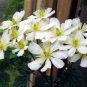 10 seeds - Clematis potaninii Plant #ggvm5