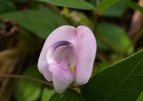 10 seeds - Strophostyles helvula Trailing Wooly Bean Plant #ggvm5