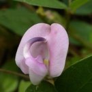 10 seeds - Strophostyles helvula Trailing Wooly Bean Plant #ggvm5