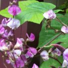 25 seeds - Dolichos biflorus pea vine Plant #ggvm5