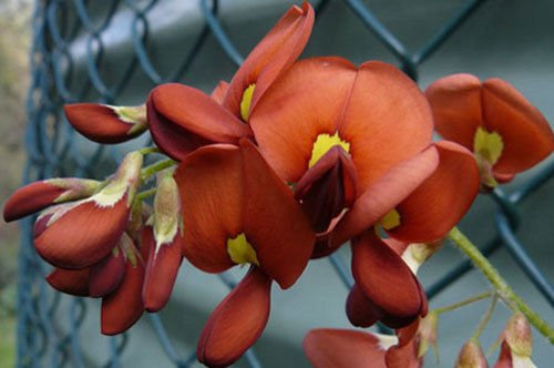 10 seeds - Kennedia macrophylla Cape Leeuwin Creeper Plant #ggvm5