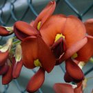 10 seeds - Kennedia macrophylla Cape Leeuwin Creeper Plant #ggvm5