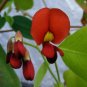 10 seeds - Kennedia macrophylla Cape Leeuwin Creeper Plant #ggvm5