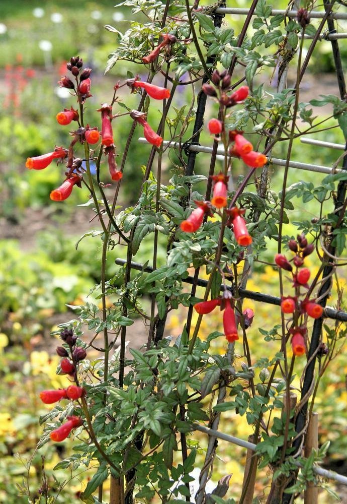 10 seeds - Eccremocarpus scaber Chilean Glory Vine Plant #ggvm5