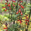 10 seeds - Eccremocarpus scaber Chilean Glory Vine Plant #ggvm5