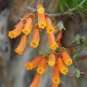 10 seeds - Eccremocarpus scaber Chilean Glory Vine Plant #ggvm5