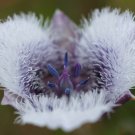 10 seeds - Calochortus tolmiei-Tolmie star-tulip or pussy ears Plant #ggvm5