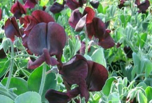 10 seeds - Lathyrus odoratus Cherub Dwarf Penny Black Plant #ggvm5