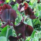 10 seeds - Lathyrus odoratus Cherub Dwarf Penny Black Plant #ggvm5